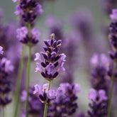 Lavender Bath Foam